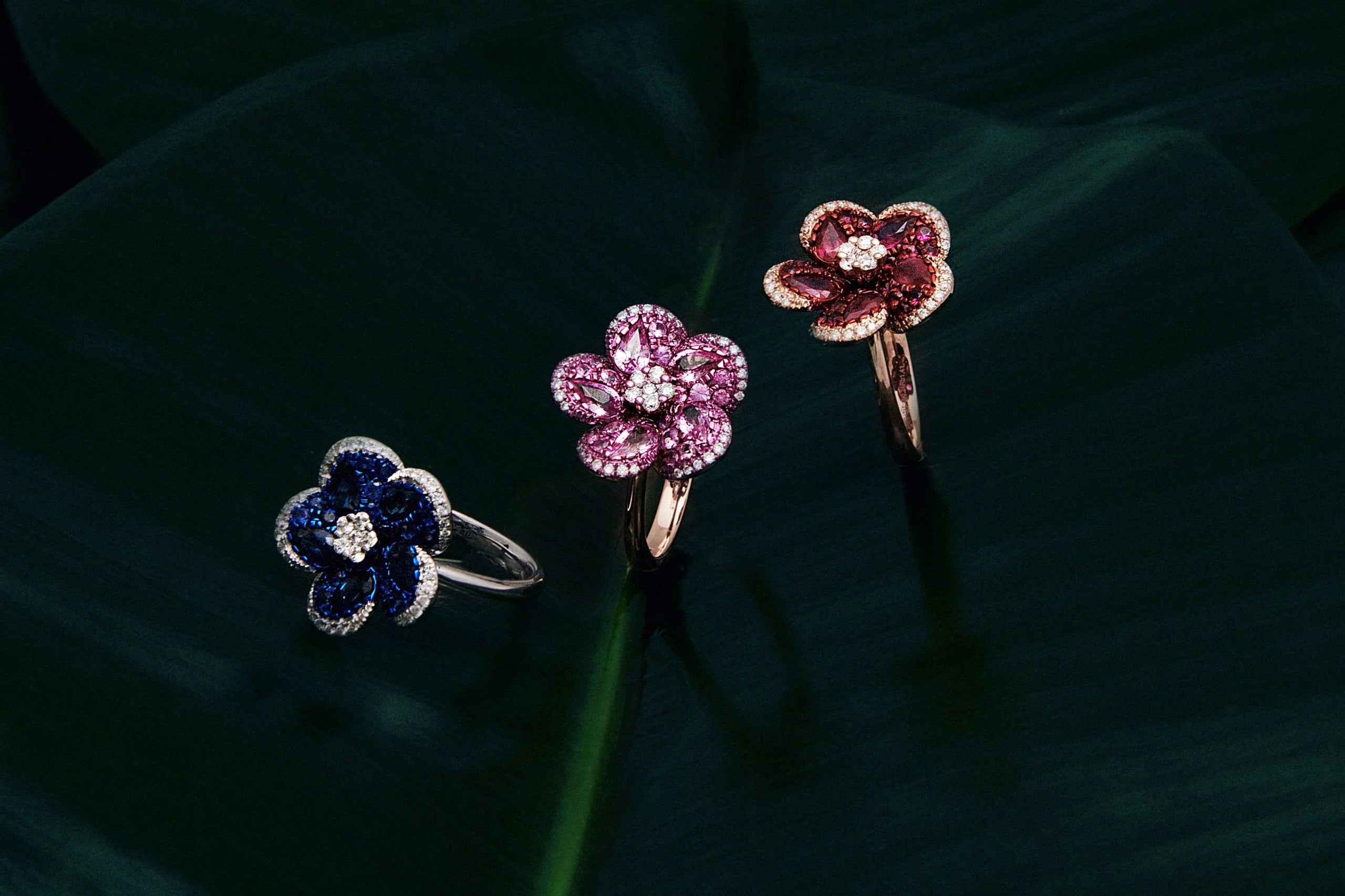 Petals of Light