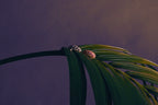 The Art of Harmony